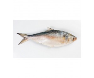 Hilsa Saboor Indisk Staksill 700-800g